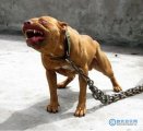 世界上最凶残的狗排名,排名第一比特犬15分钟咬死藏獒