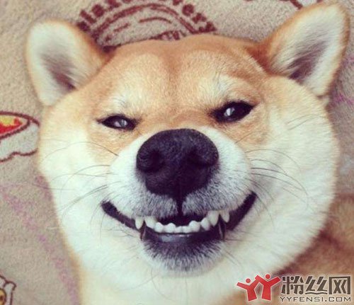 微笑狗事件是什么 笑狗脸上的微笑搭配红色背景让人看了瑟瑟发抖