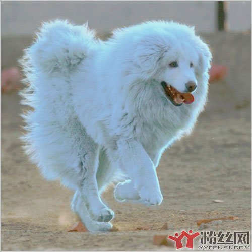 海蓝兽真的存在吗 龙凤是传说但藏獒变种还是有可能的