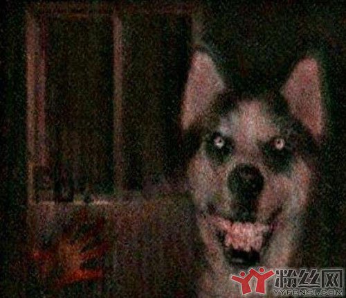 1990年哈士奇恐怖照片 微笑狗笑容邪恶给人带来恐惧