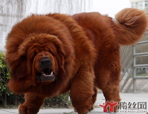 中国藏獒十大獒王排名个个惊人 世界最大藏獒一米七每天伙食费多少