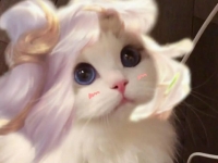王者荣耀猫咪坦克接头大全