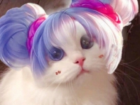 王者荣耀猫咪法师接头大全