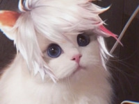 王者荣耀百里守约猫咪接头头像