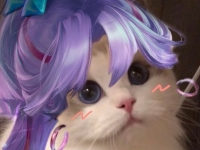王者荣耀kpl限定猫咪头像