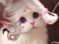 王者荣耀猫咪辅助接头大全
