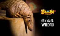 守望生灵！《梦幻西游》手游携手WildAid打造野生动物保护新玩法