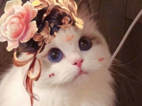 王者荣耀杨玉环猫咪头像