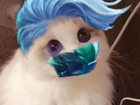 王者荣耀兰陵王猫咪头像