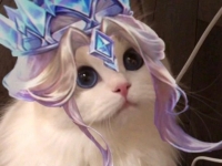 王者荣耀雅典娜猫咪头像