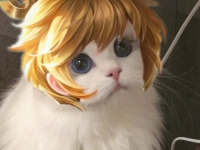 王者荣耀孙膑猫咪头像