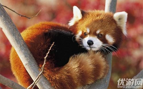 森林驿站小熊猫是属于什么科？