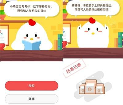 小鸡宝宝考考你以下哪种动物拥有和人类相似的指纹?