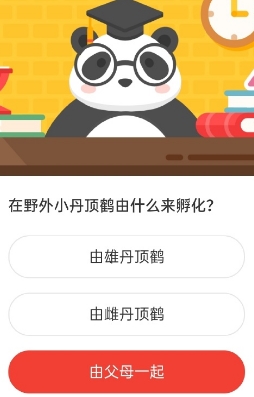 森林驿站在野外小丹顶鹤由什么来孵化