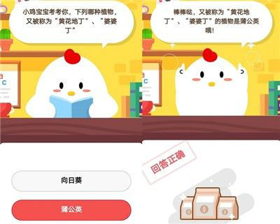 蚂蚁庄园小课堂哪种植物又被称为黄花地丁婆婆丁