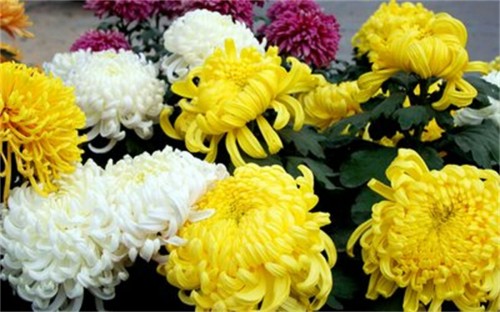 我国传统习俗中,重阳节经常吃重阳糕,饮?