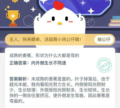 蚂蚁庄园11月22日成熟的香蕉形状为什么大都是弯的